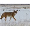 Image 2 : Coyote & Bobcat Hunt for One Hunter