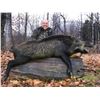 Image 2 : Trophy Boar Hunt in Michigan’s Upper Peninsula