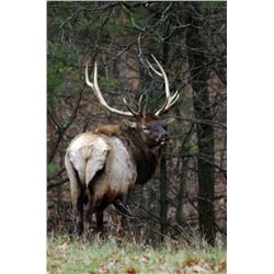 Management Elk Hunt in WI