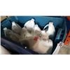 Image 1 : LARGE TOTE OF BLEACH