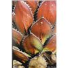 Image 2 : Red Agave, Photographic Print by John Villinski