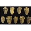 Image 1 : 9 Trilobite Fossils