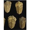 Image 2 : 9 Trilobite Fossils