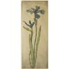 Image 1 : Bertha Jacques woodblock, irises, 