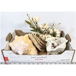 DECORATIVE SHELL COLLECTION