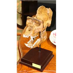 REPLICA PREHISTORIC SKULL