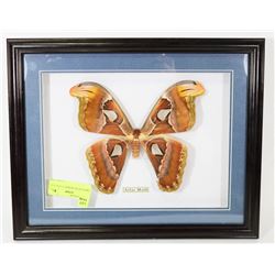 MOTH ATLAS FRAMED 15 1/2 X 12 1/2