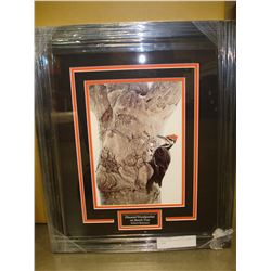 PILEATED WOOD PECKER BY ROBERT BATEMAN