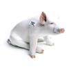 Image 1 : Royal Copenhagen pig 6" high