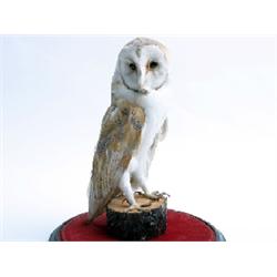 Taxidermy, good quality barn owl in domed case