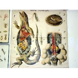 German zoological poster 5x4ft