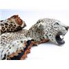 Image 1 : Leopard skin with head