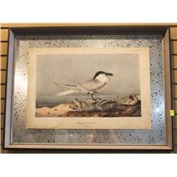 AUDUCON BIRD PICTURE