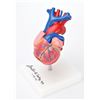 Image 2 : Denton Cooley Signed Heart Model