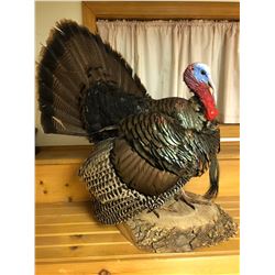 Turkey Taxidermy  Mount