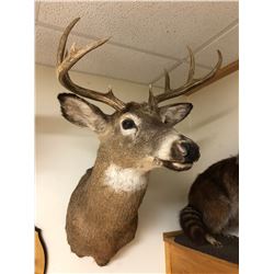 Deer Taxidermy Mount