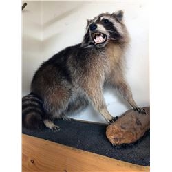 Raccoon Taxidermy Mount