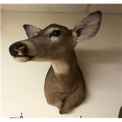 Doe Taxidermy Mount