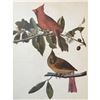Image 1 : c1946 Audubon Print, #159 Cardinal