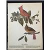 Image 2 : c1946 Audubon Print, #159 Cardinal