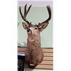 Image 1 : DEER MOUNT