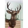 Image 1 : DEER MOUNT