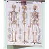 Image 1 : VINTAGE LAMINATED MEDICAL CHART
