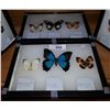 Image 2 : SET OF 12 MOUNTED BUTTERFLIES