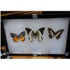 Image 3 : SET OF 12 MOUNTED BUTTERFLIES