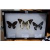 Image 4 : SET OF 12 MOUNTED BUTTERFLIES