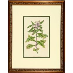 Lyon's Gentian No. 1856