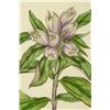 Image 4 : Lyon's Gentian No. 1856