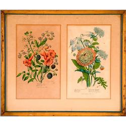 Pair of Botanical Prints