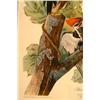 Image 3 : Pileated Woodpecker