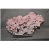 Image 1 : Large piece of pink coral mounted on clear plexi base, 21" wide and 12" in height