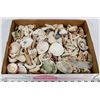 Image 1 : FLAT OF SEA SHELLS