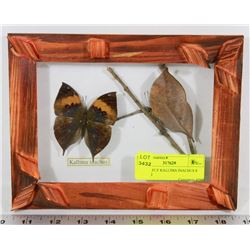 BUTTERFLY KALLIMA INACHUS 8 1/2X6 1/2