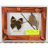 Image 1 : BUTTERFLY KALLIMA INACHUS 8 1/2X6 1/2