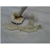 Image 2 : CARVED FIRST NATIONS BONE ART