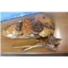 Image 2 : 2 BURL PIECES