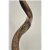 Image 4 : 18PJ-38 KUDU HORNS