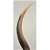 Image 5 : 18PJ-38 KUDU HORNS