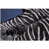 Image 3 : 18PG-132 ZEBRA HIDE