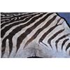 Image 5 : 18PG-132 ZEBRA HIDE