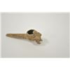 Image 4 : 18PG-125 INDIAN PIPE