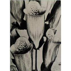 ALBERT RENGER-PATZSCH (1897-1966) - Digitalis, Fingerhut, - Foto. Detailfoto von Fingerhut-Blüt...