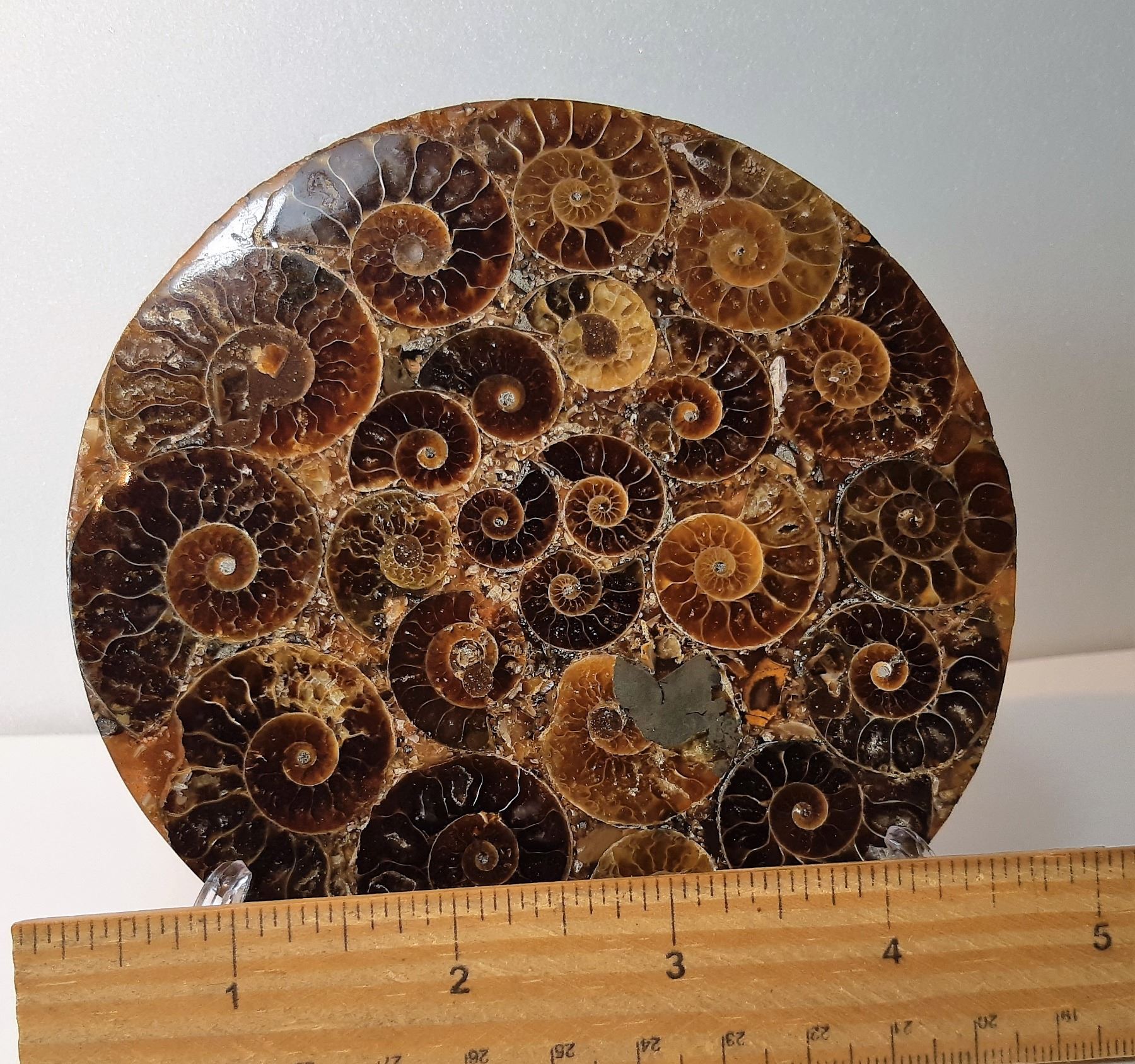1) AMMONITE SHELL DISK WITH STAND