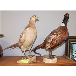 RINGNECK PHEASANT AND HEN TAXIDERMY.