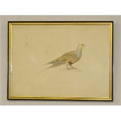 FRENCH WATERCOLOR OF DOVE "LETEROCLITE TALLAS" BY NICOLAS HUET THE YOUNGER (13 1/2" X 18 1/2")