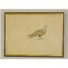 Image 1 : FRENCH WATERCOLOR OF DOVE "LETEROCLITE TALLAS" BY NICOLAS HUET THE YOUNGER (13 1/2" X 18 1/2")